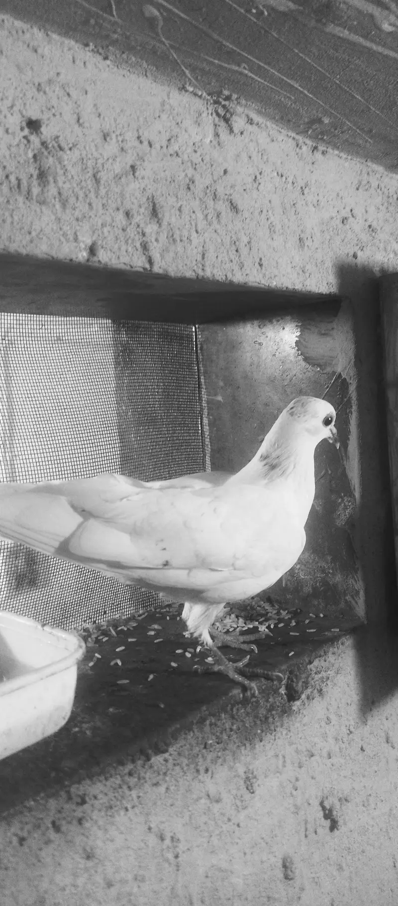 High Flying Teddy Cross Kamagar Patta | Pure Bloodline For Sale — photo 6