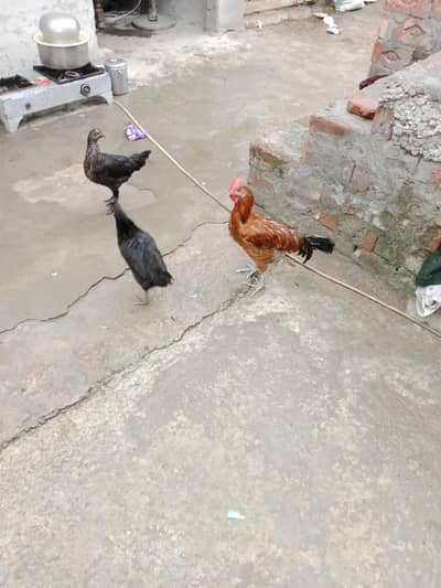 desi murgi and murgia
