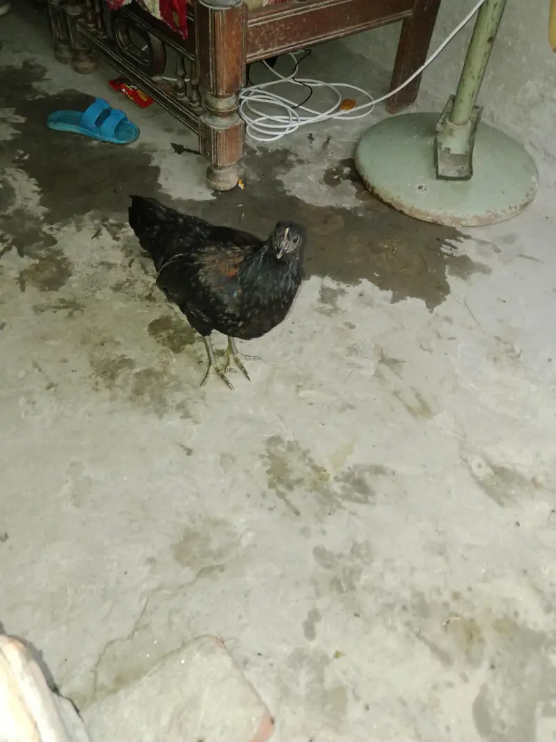 desi murgi and murgia — photo 2
