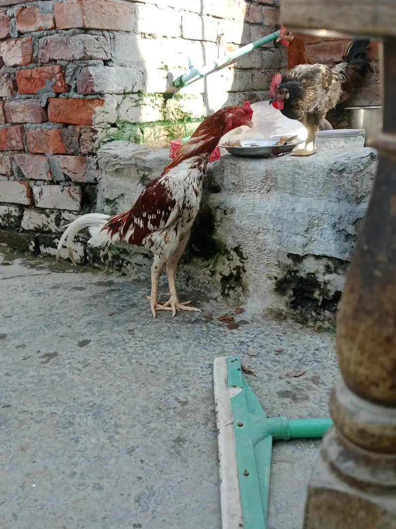 desi murgi and murgia — photo 3