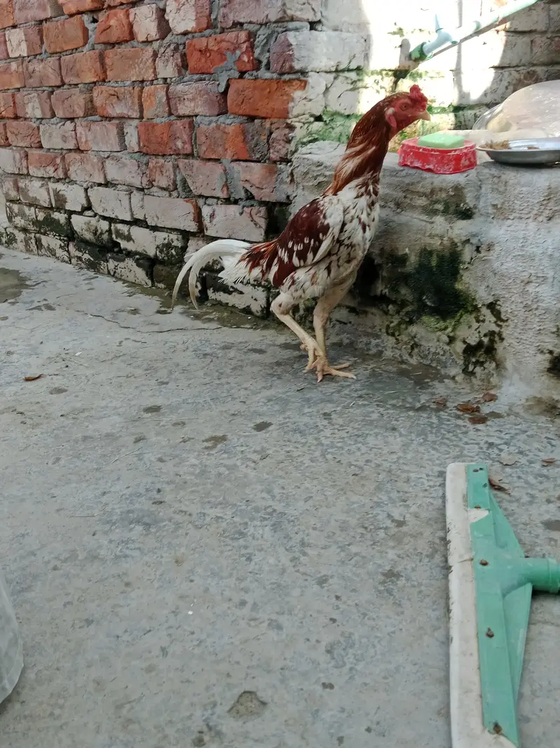 desi murgi and murgia — photo 4