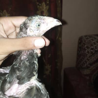 Mianwali aseel