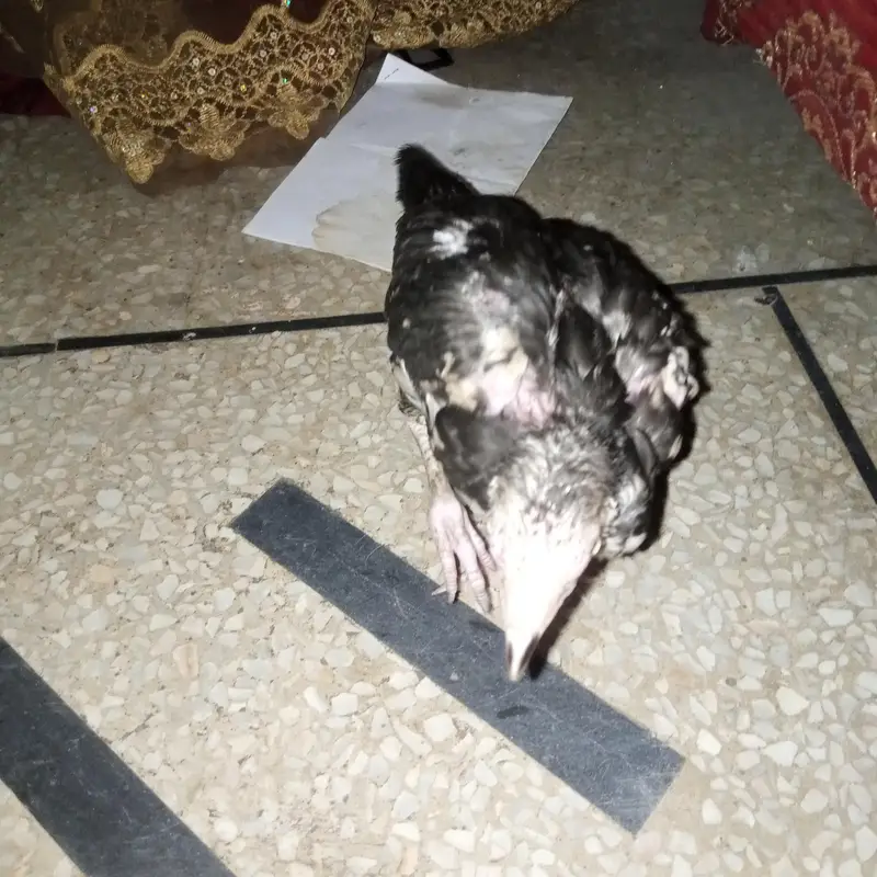 Mianwali aseel — photo 6