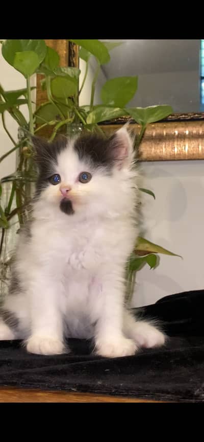Persian kitten