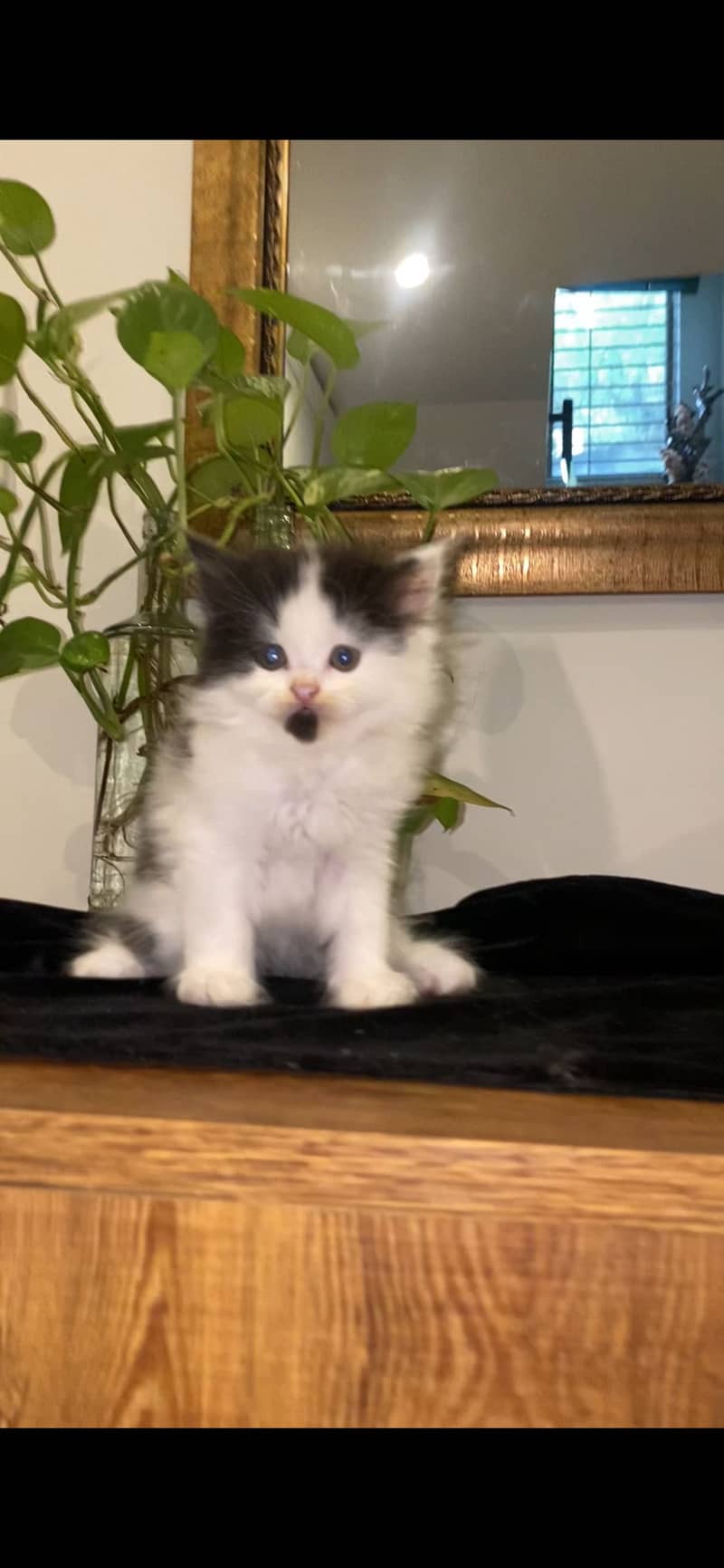Persian kitten 1