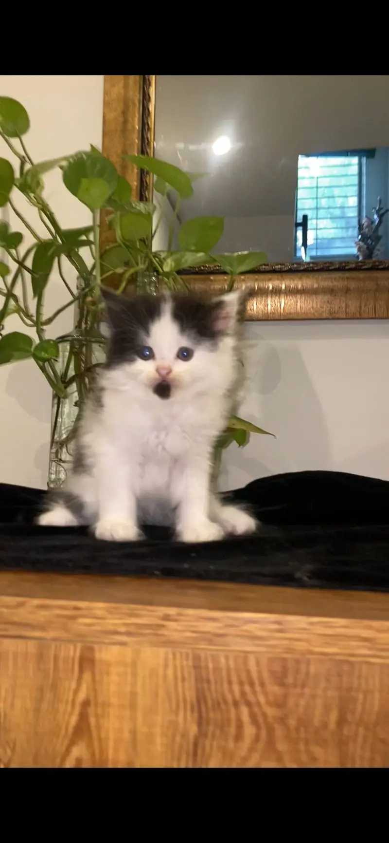 Persian kitten — photo 2