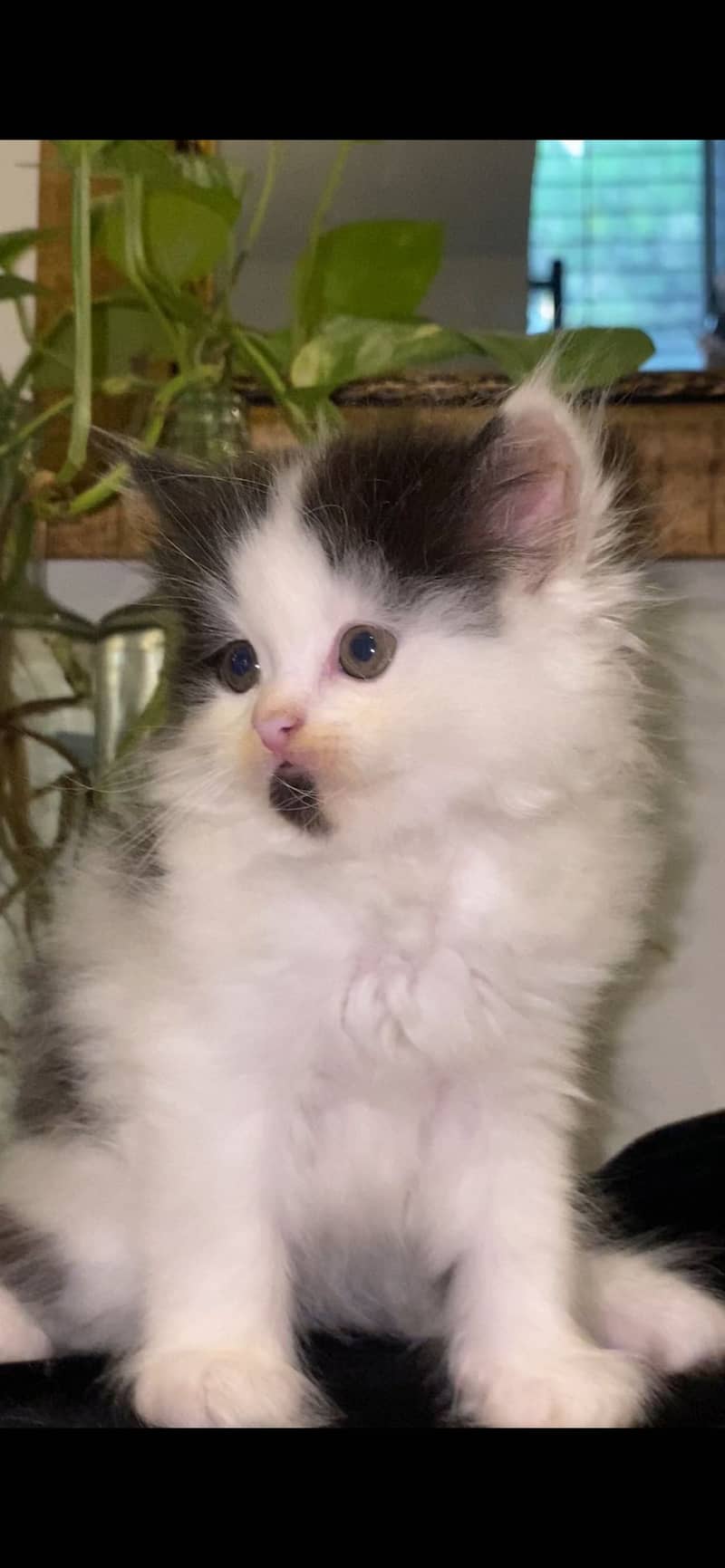Persian kitten 2