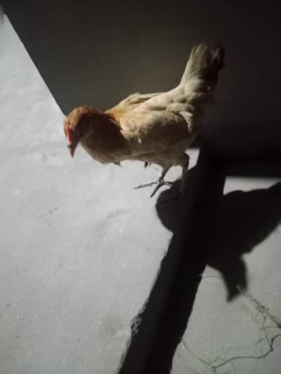 2 mele 1 female