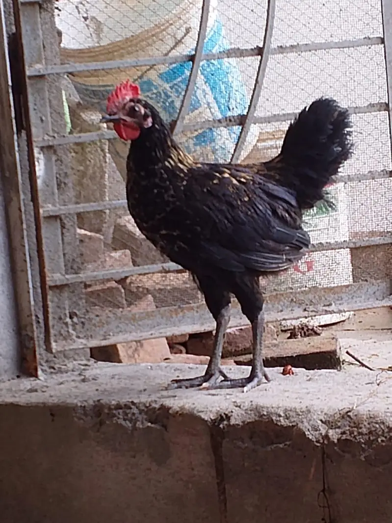 2 mele 1 female — photo 2
