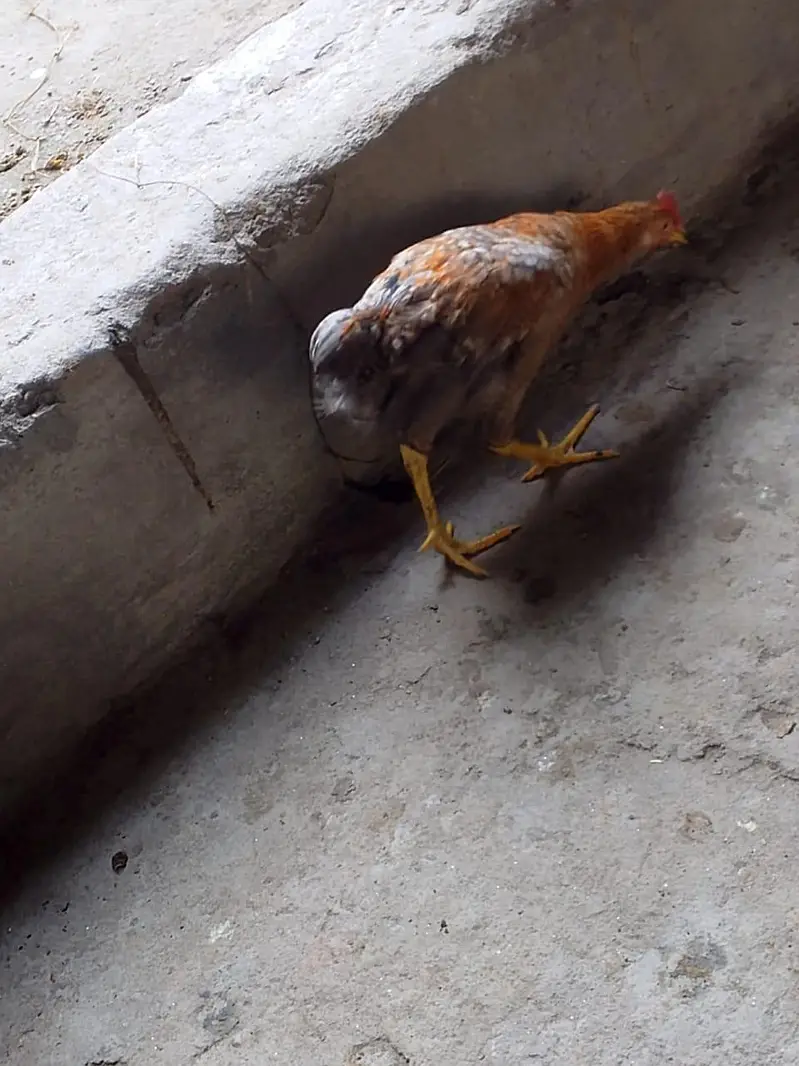2 mele 1 female — photo 3