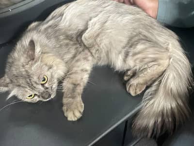 I am selling beautiful Persian cat.