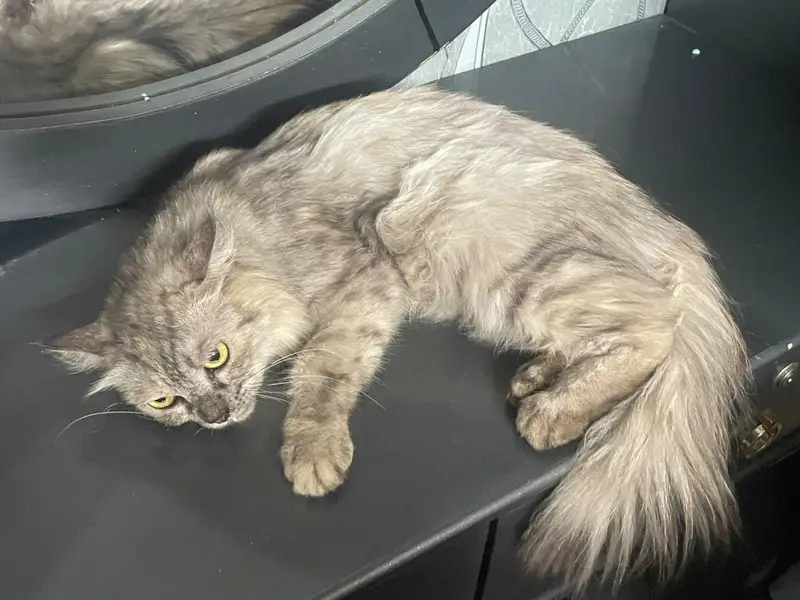 I am selling beautiful Persian cat. — photo 2
