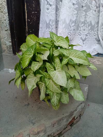 syngonium plants