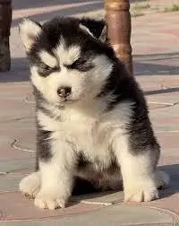 woolly coat huskies puppies available