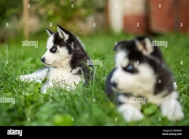 woolly coat huskies puppies available — photo 2