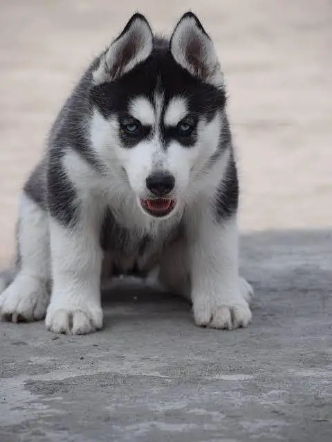 woolly coat huskies puppies available — photo 3