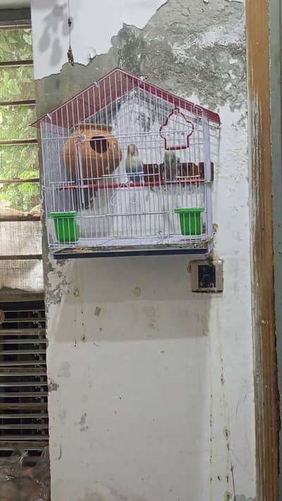 Lover Birds