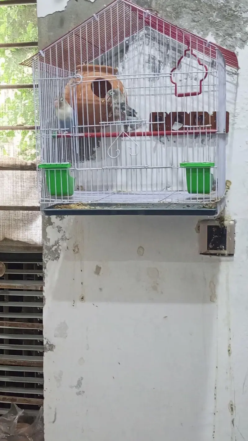 Lover Birds — photo 2