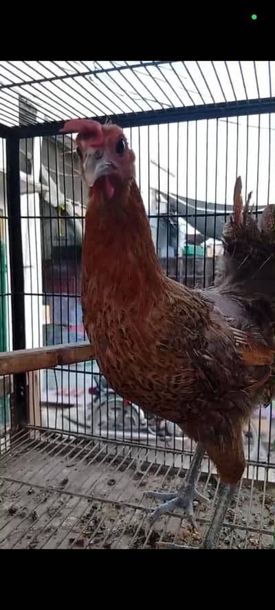 Golden Misri hens for sale. . laying eggs . . . aseel female also availbl