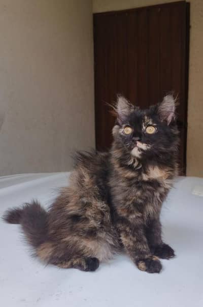 Beautiful 3-Month-Old Female Persian Cat for Sale