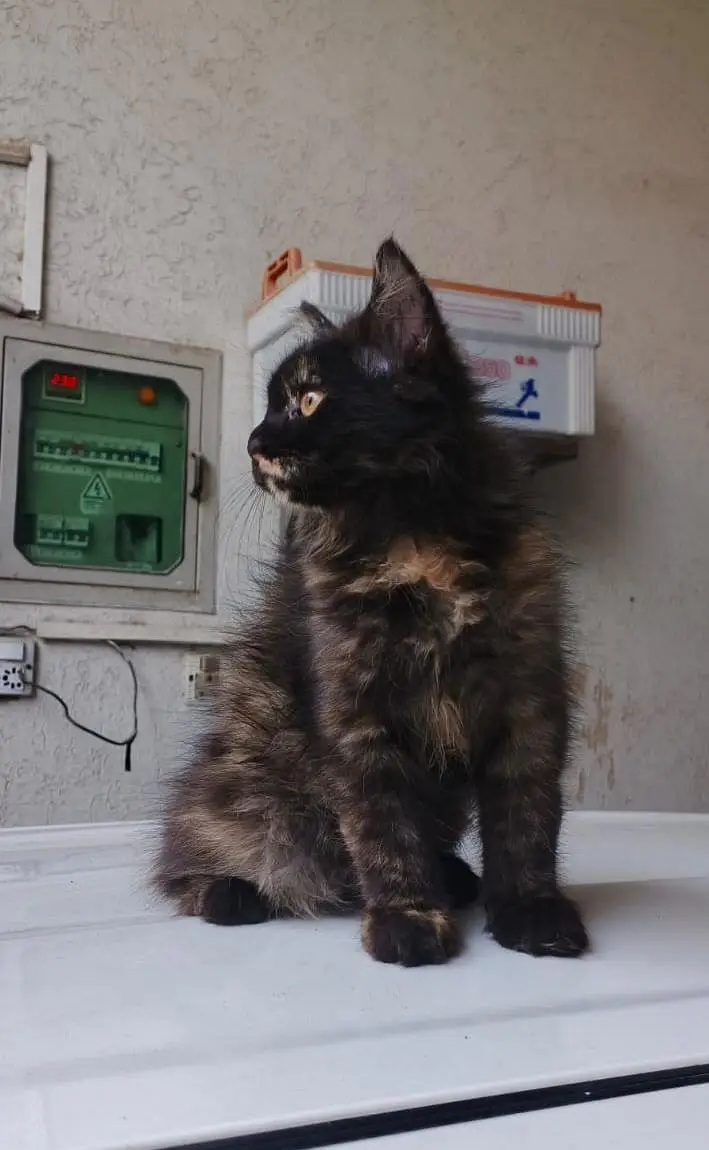 Beautiful 3-Month-Old Female Persian Cat for Sale — photo 2