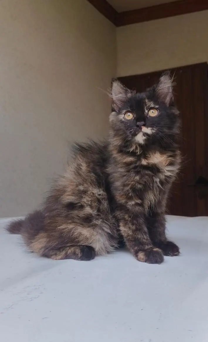 Beautiful 3-Month-Old Female Persian Cat for Sale — photo 3