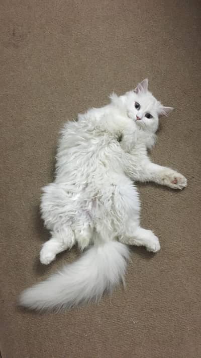 Persian cat triple coat