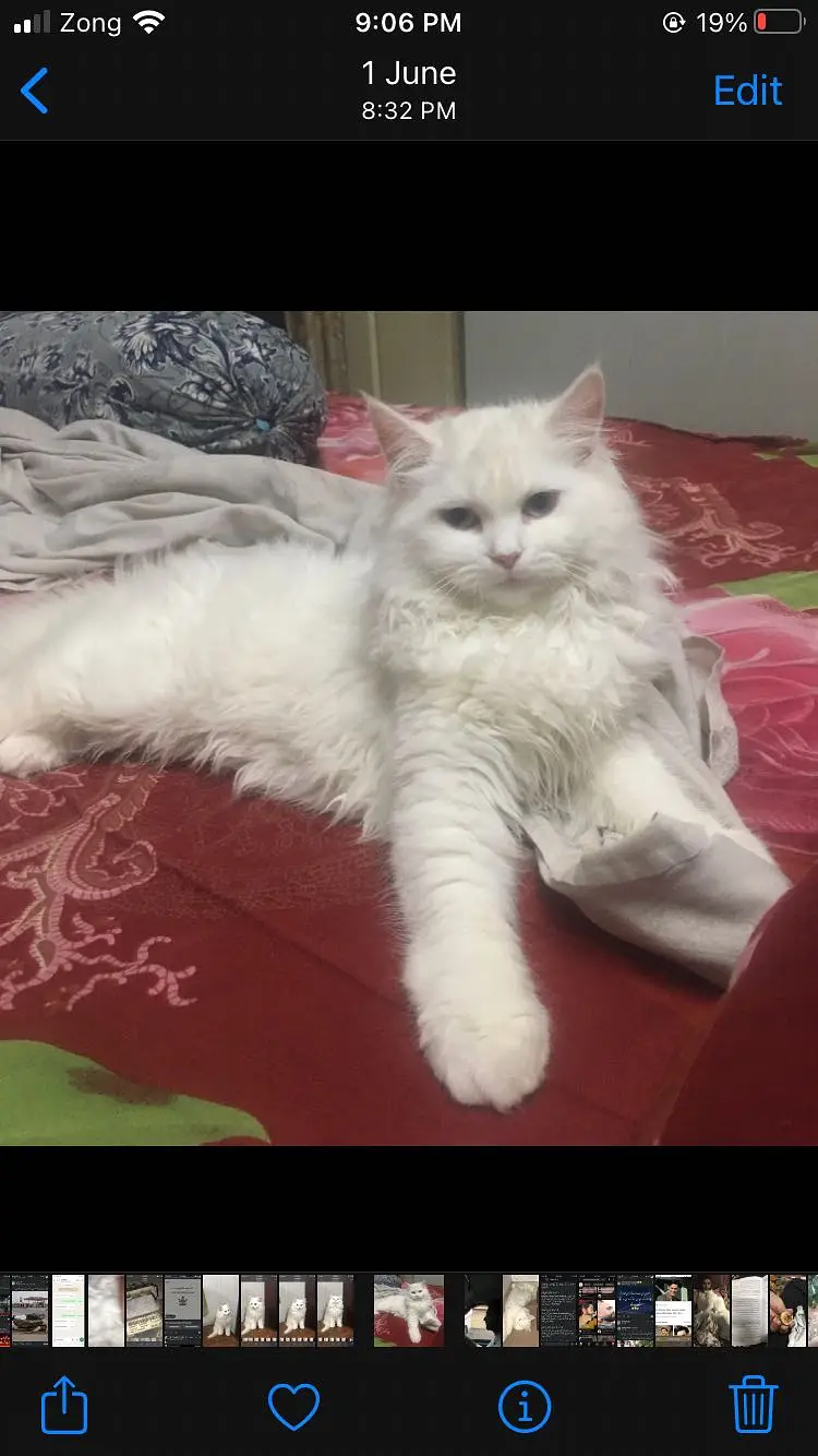 Persian cat triple coat — photo 2