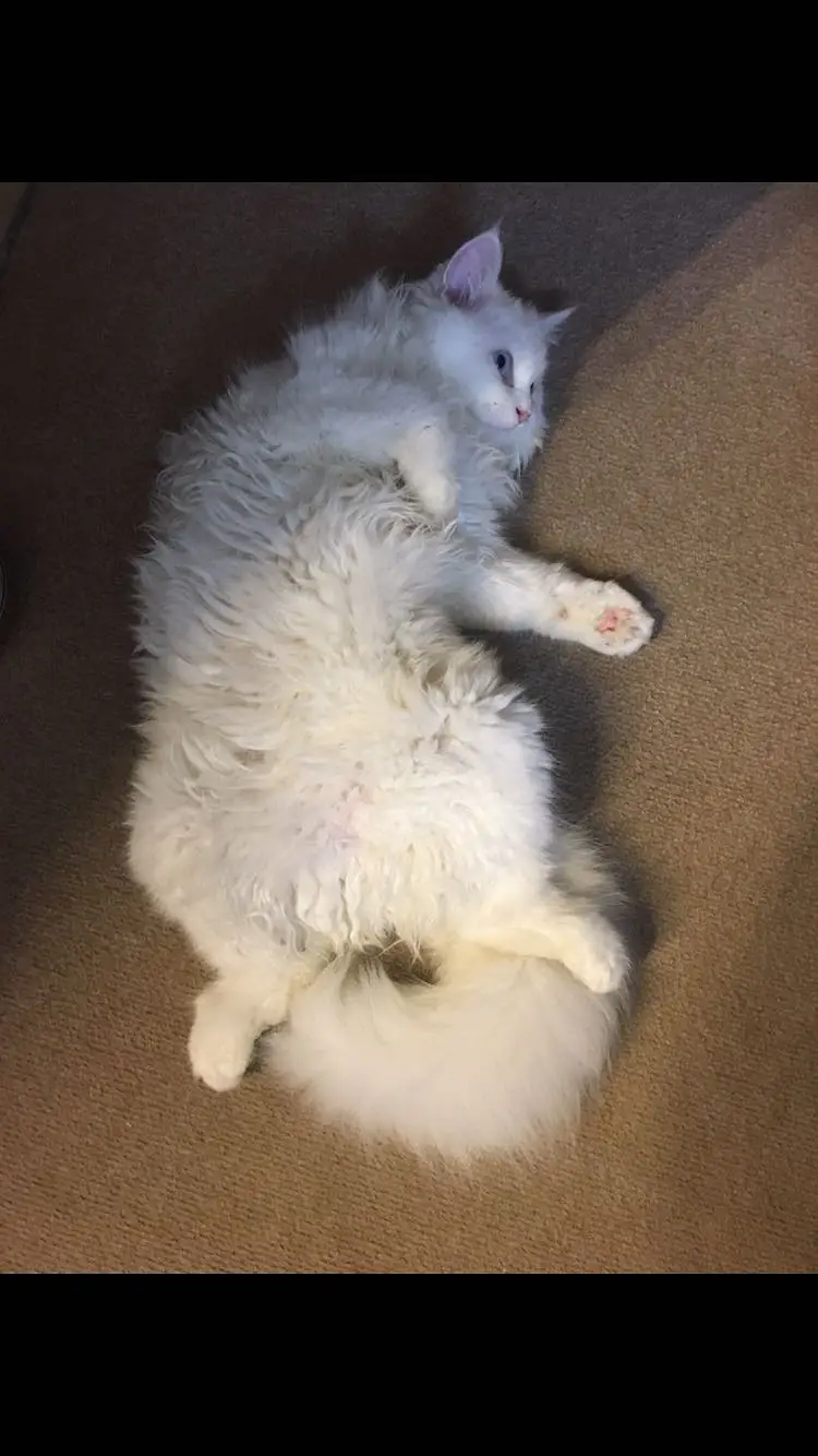 Persian cat triple coat — photo 3