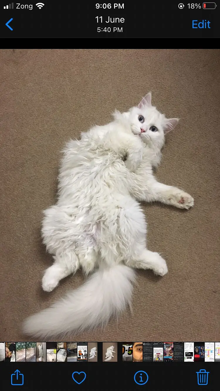 Persian cat triple coat — photo 4