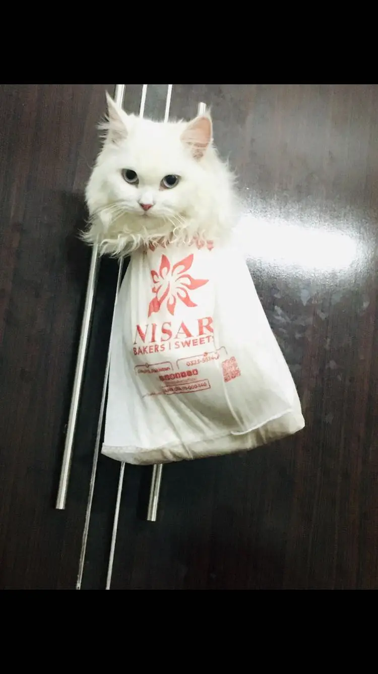 Persian cat triple coat — photo 5