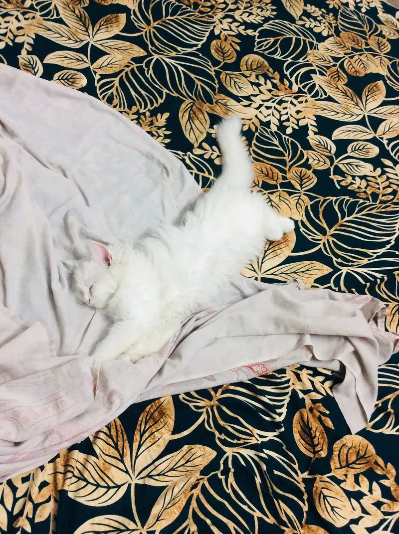 Persian cat triple coat — photo 7
