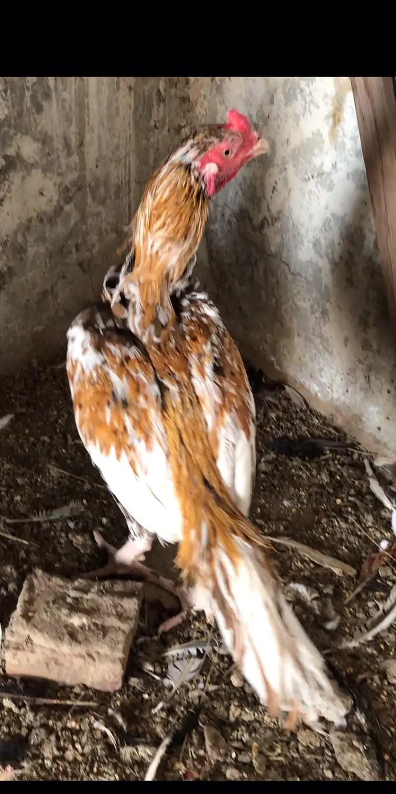 1 pure aseel and 1 fancy murga For sale ha — photo 2
