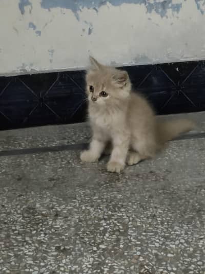 persian male female available
