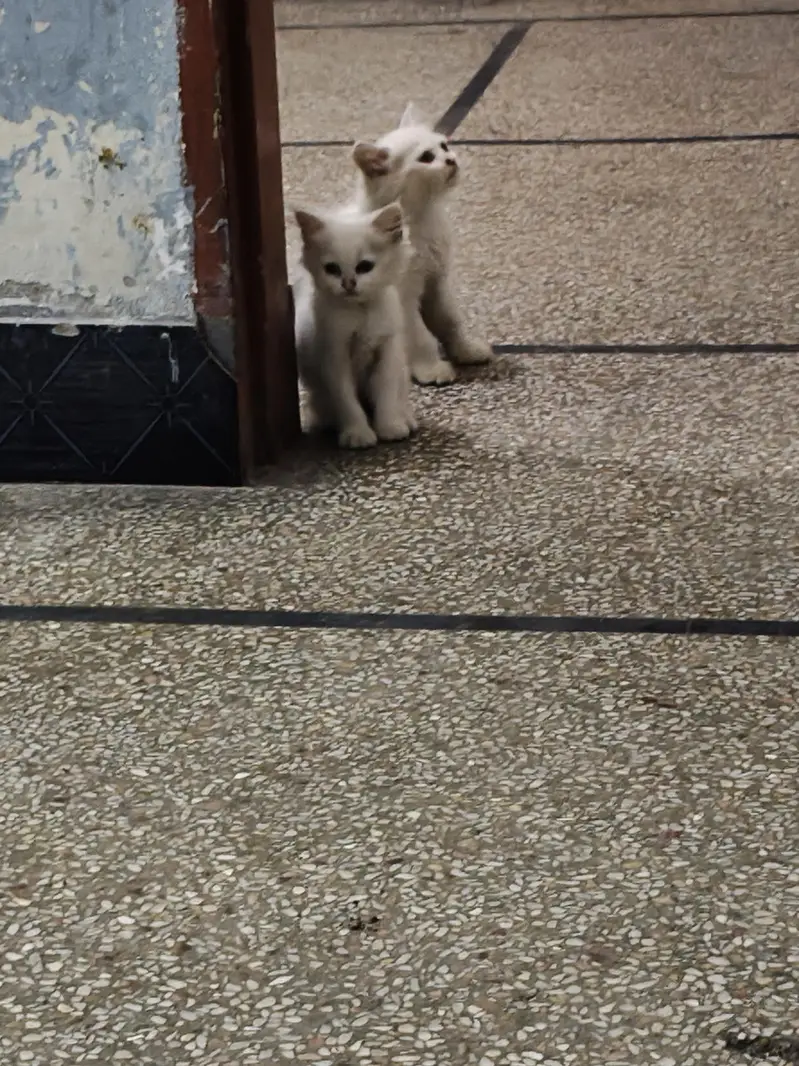 persian male female available — photo 2