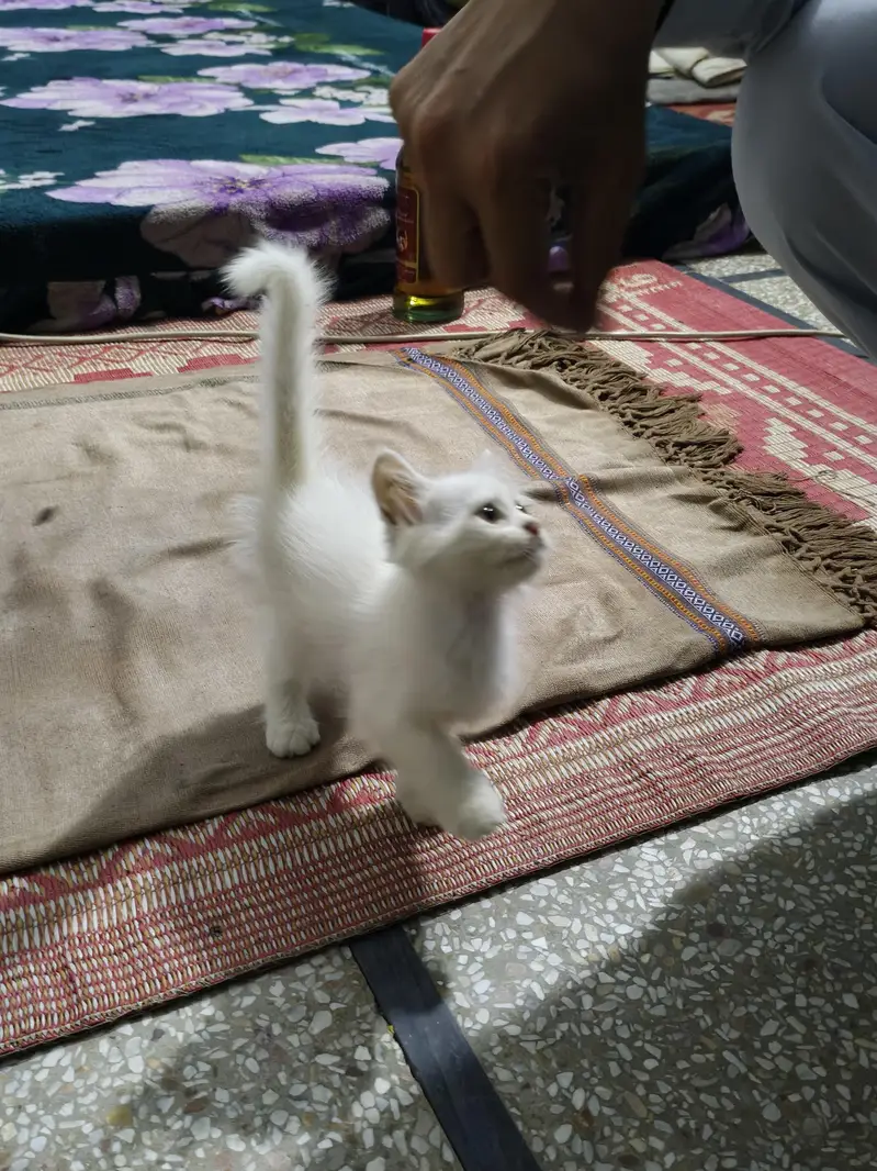 persian male female available — photo 3