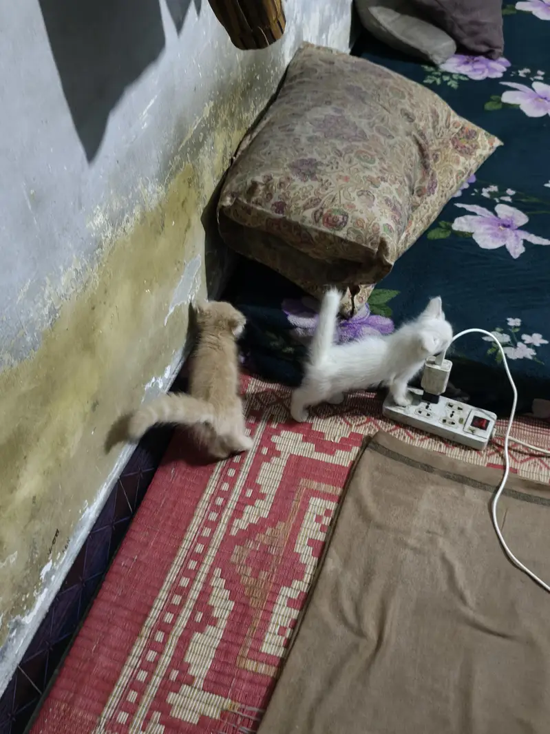 persian male female available — photo 4