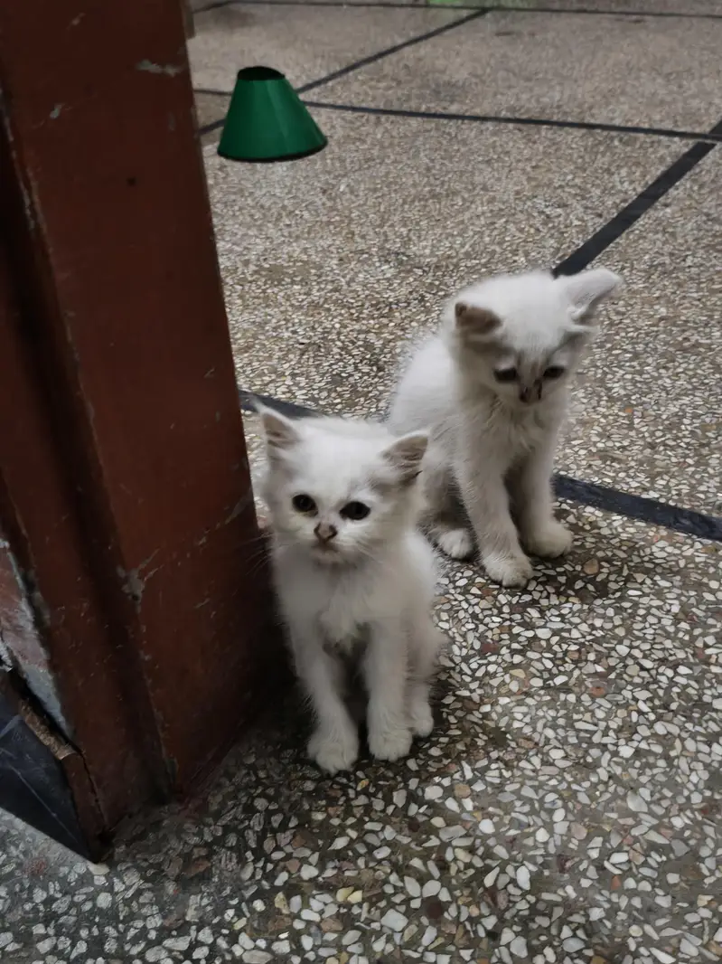 persian male female available — photo 5