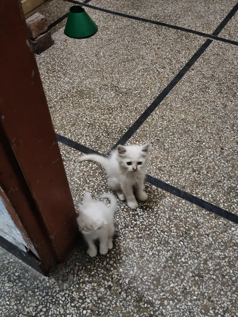 persian male female available — photo 6