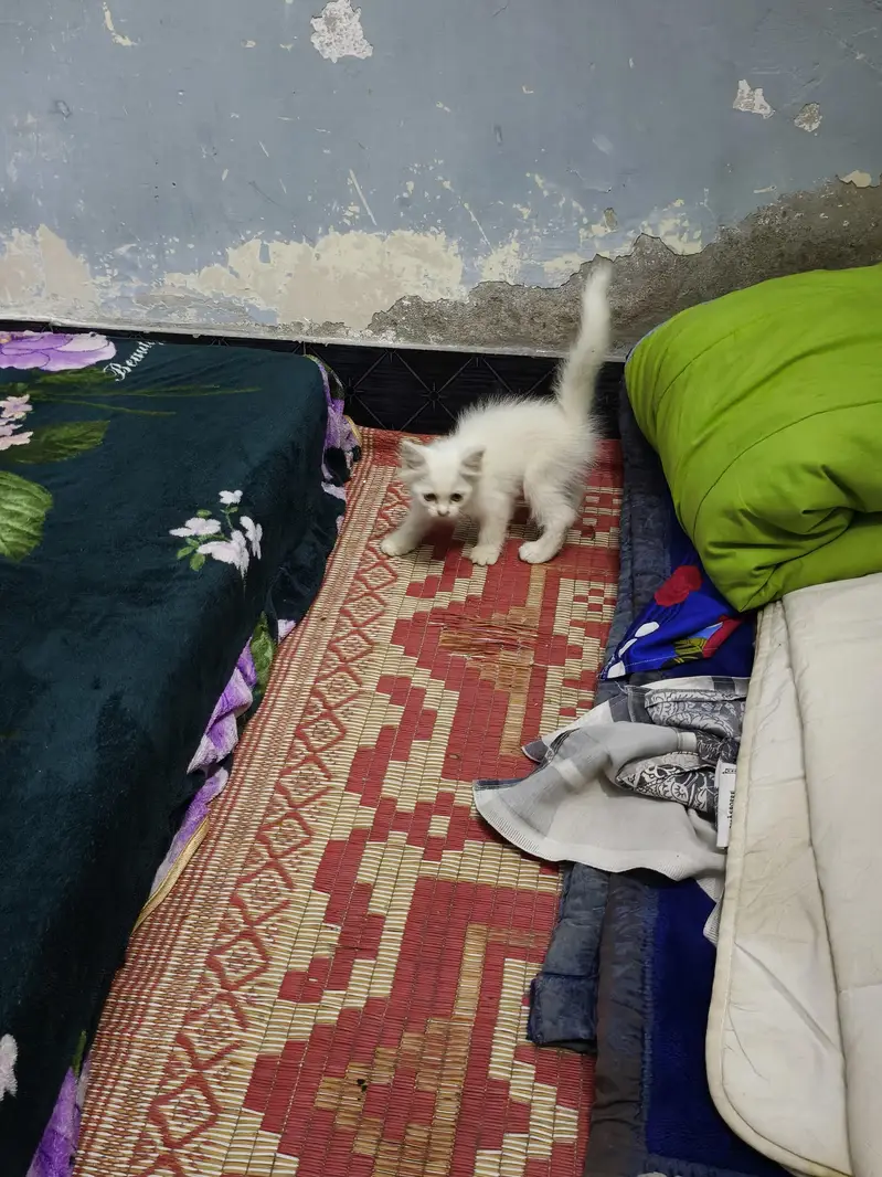 persian male female available — photo 7