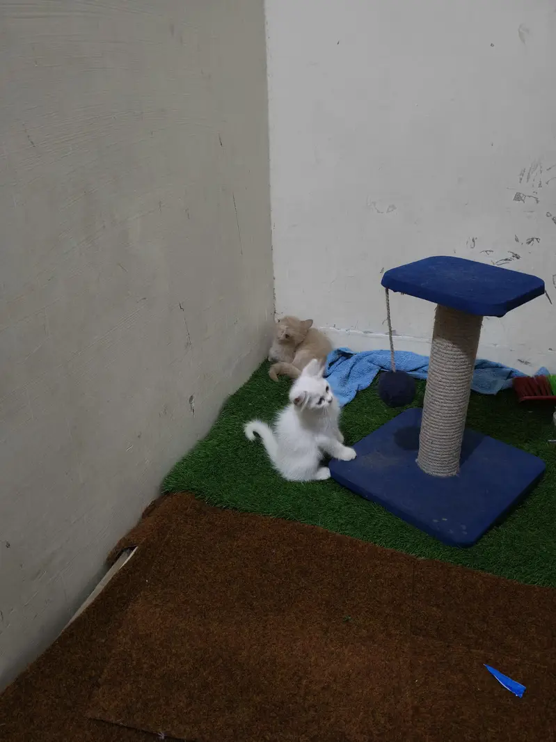 persian male female available — photo 8