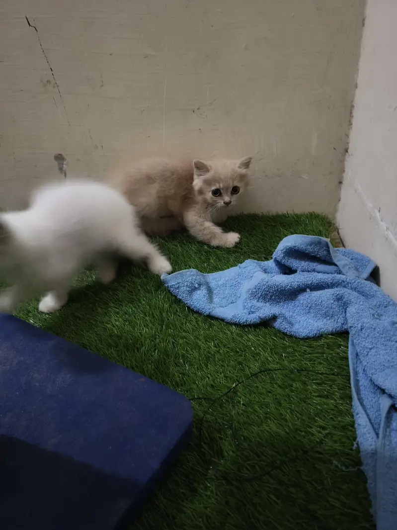 persian male female available — photo 9