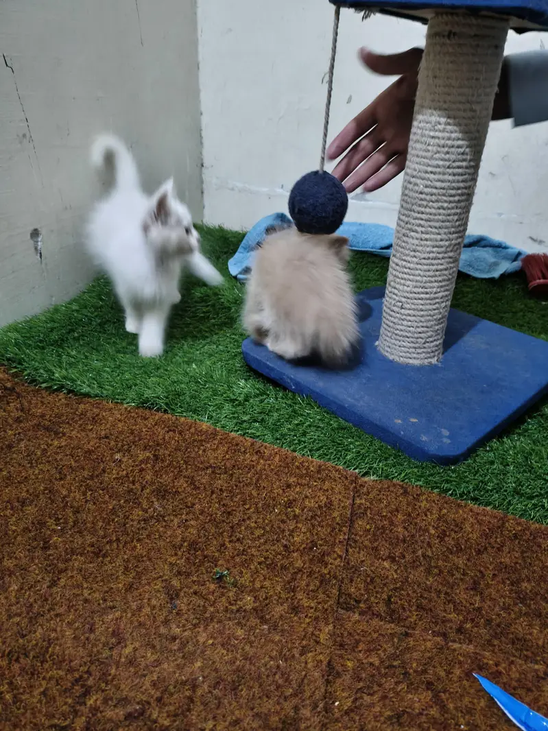 persian male female available — photo 10