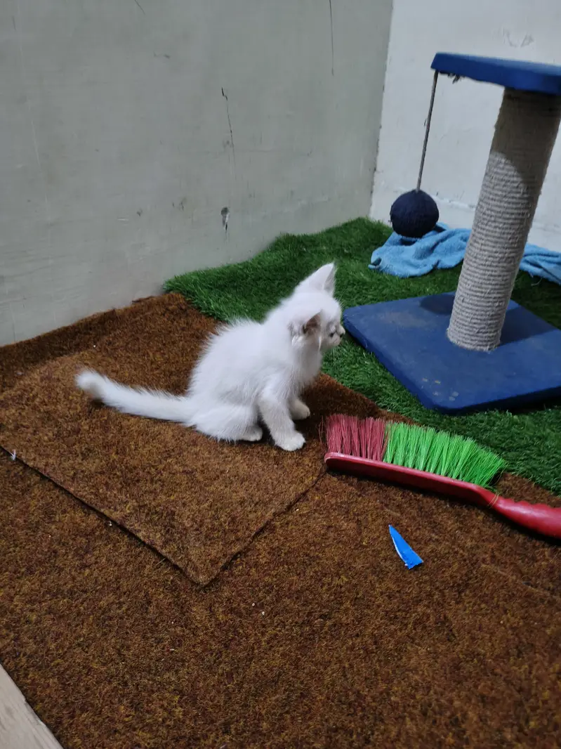 persian male female available — photo 11