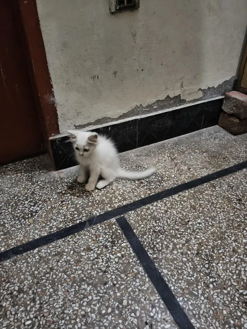 persian male female available — photo 12