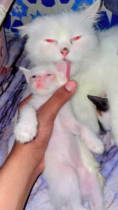 Cute Perisan Kittens For Sell In Karachi