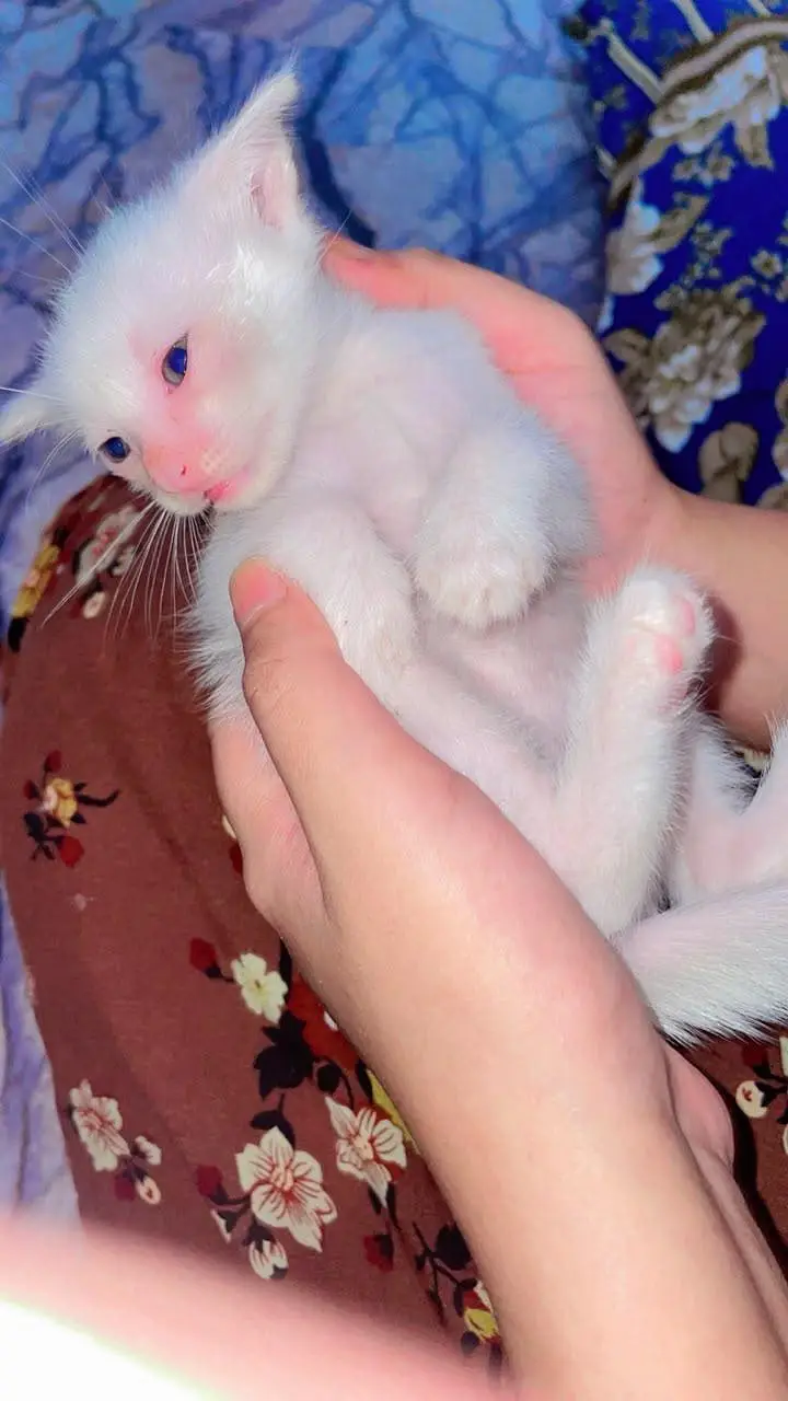 Cute Perisan Kittens For Sell In Karachi — photo 2