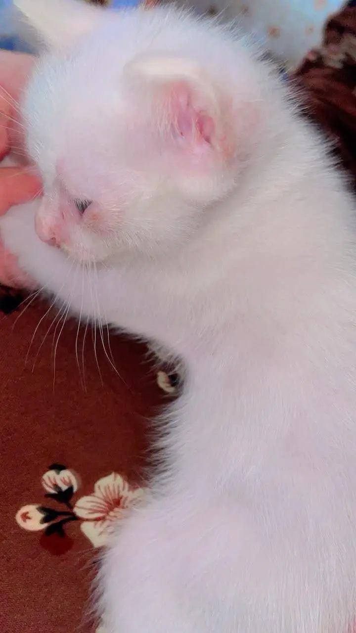 Cute Perisan Kittens For Sell In Karachi — photo 3