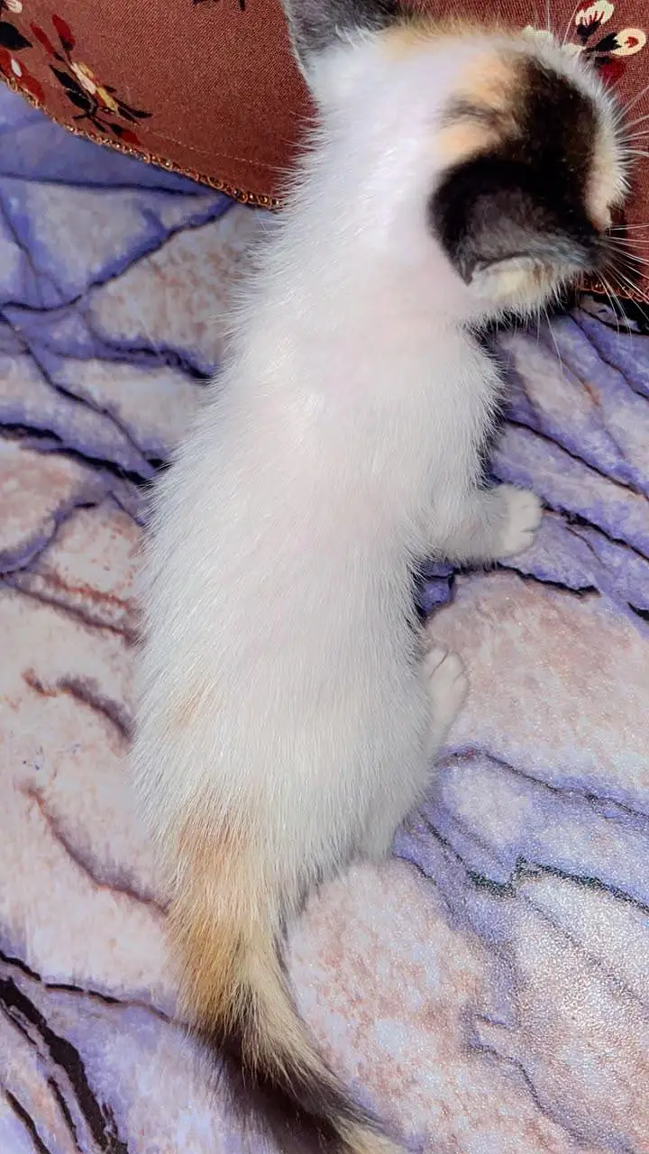 Cute Perisan Kittens For Sell In Karachi — photo 4