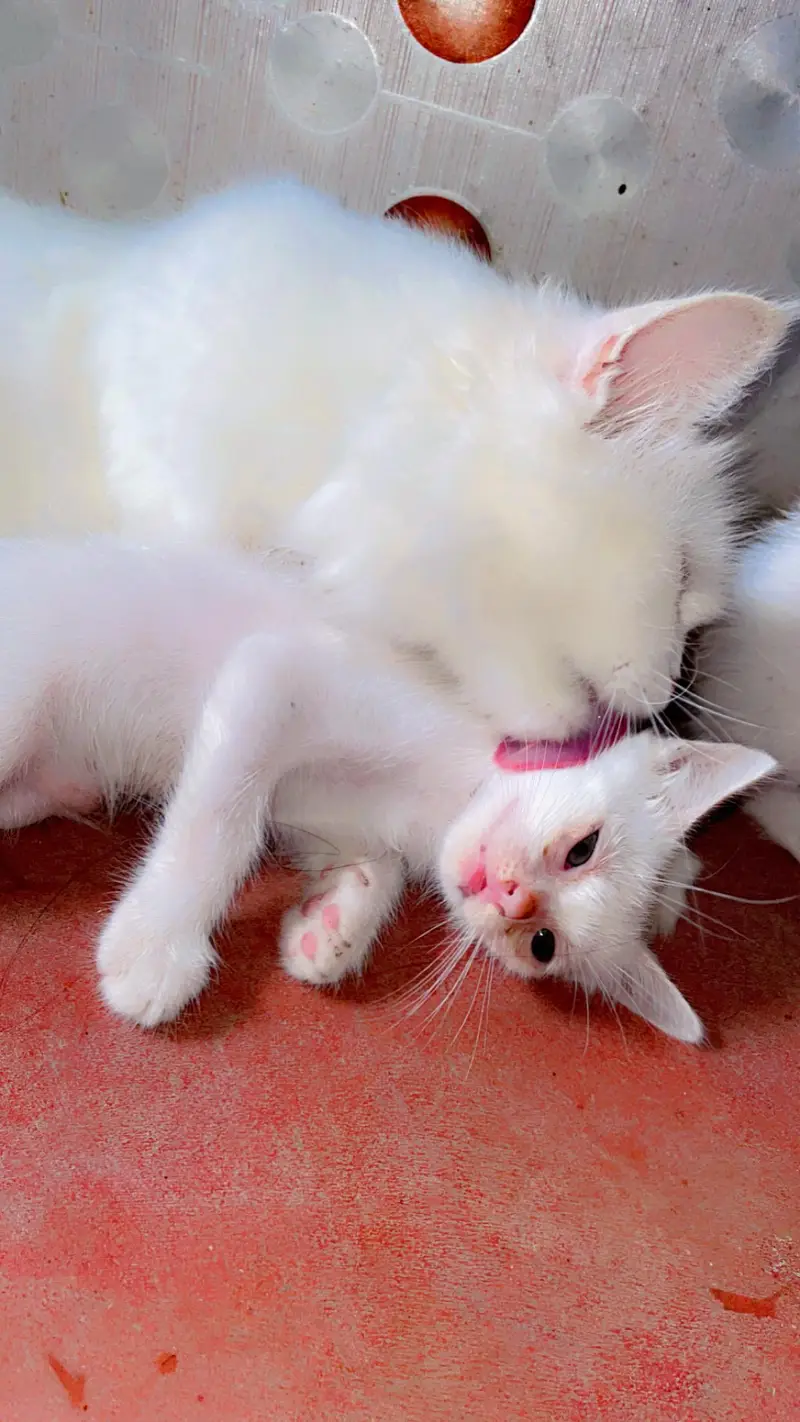 Cute Perisan Kittens For Sell In Karachi — photo 5